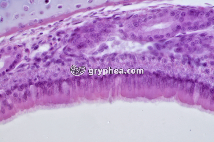 Trachée x160 - gryphea.com